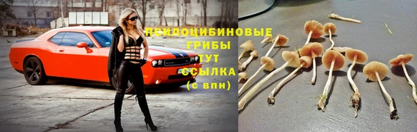 PSILOCYBIN Белокуриха